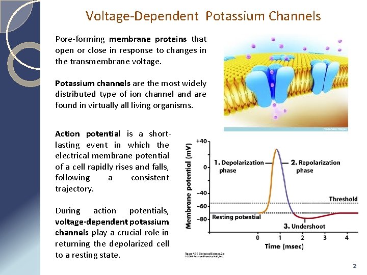Voltage-Dependent Potassium Channels Pore-forming membrane proteins that open or close in response to changes