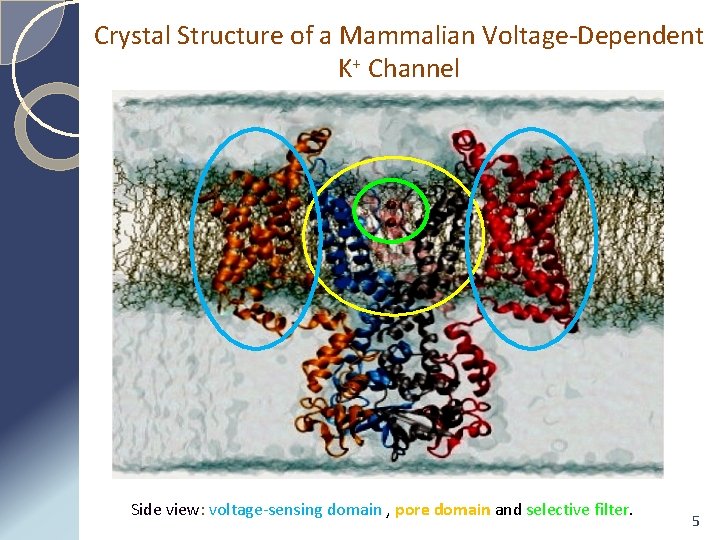 Crystal Structure of a Mammalian Voltage-Dependent K+ Channel Side view: voltage-sensing domain , pore