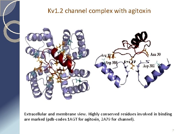 Kv 1. 2 channel complex with agitoxin Extracellular and membrane view. Highly conserved residues