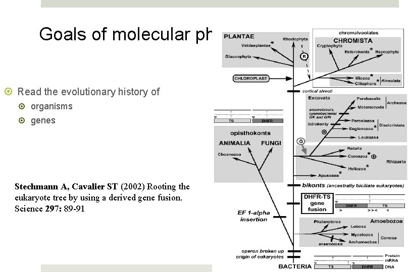 Goals of molecular phylogenetics Read the evolutionary history of organisms genes Stechmann A, Cavalier