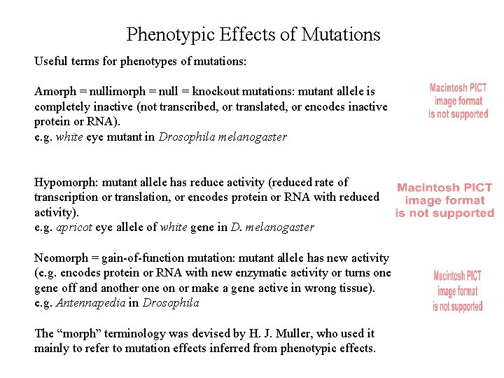 Phenotypic Effects of Mutations Useful terms for phenotypes of mutations: Amorph = nullimorph =