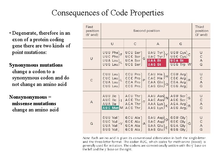 Consequences of Code Properties • Degenerate, therefore in an exon of a protein coding