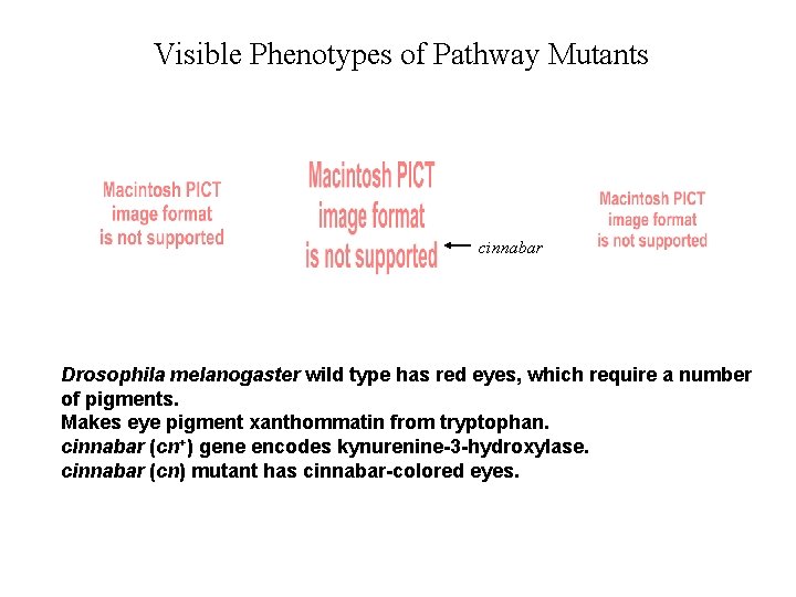 Visible Phenotypes of Pathway Mutants cinnabar Drosophila melanogaster wild type has red eyes, which