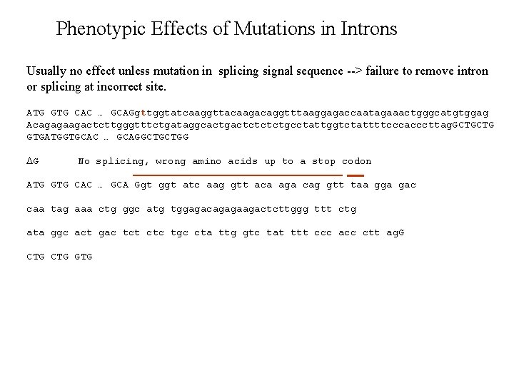 Phenotypic Effects of Mutations in Introns Usually no effect unless mutation in splicing signal