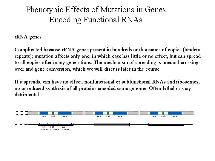 Phenotypic Effects of Mutations in Genes Encoding Functional RNAs r. RNA genes Complicated because