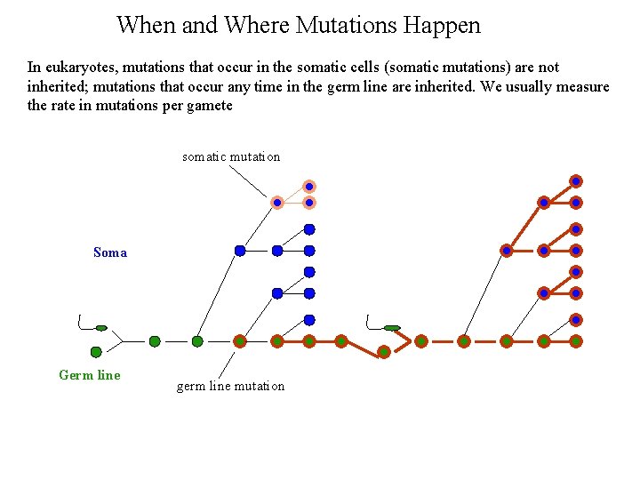 When and Where Mutations Happen In eukaryotes, mutations that occur in the somatic cells