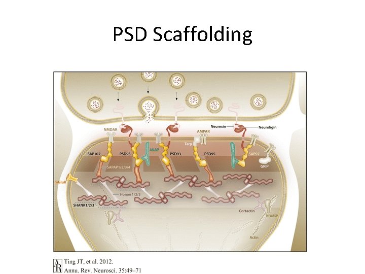 PSD Scaffolding 