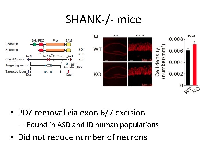 SHANK-/- mice • PDZ removal via exon 6/7 excision – Found in ASD and