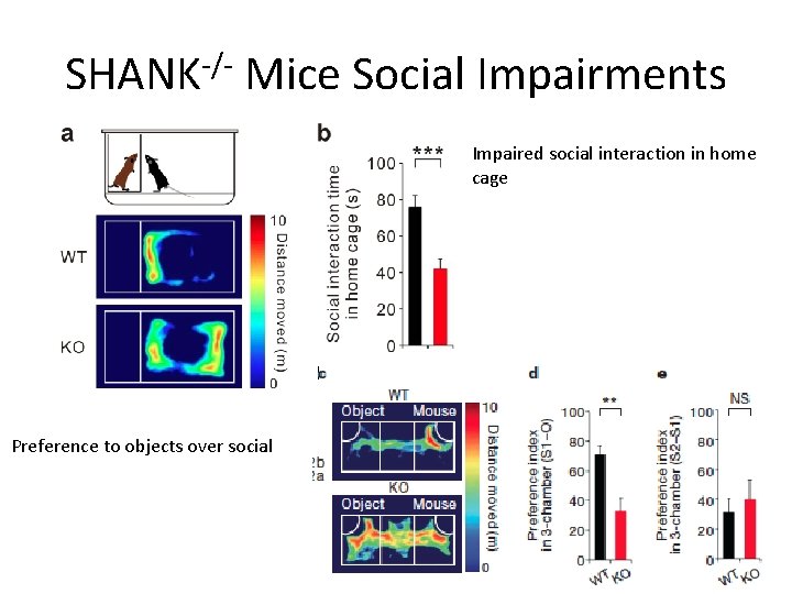 SHANK-/- Mice Social Impairments Impaired social interaction in home cage Preference to objects over