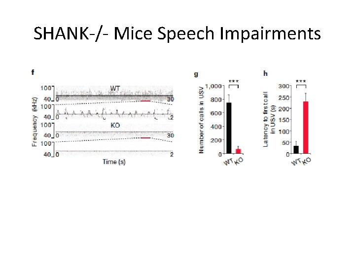 SHANK-/- Mice Speech Impairments 