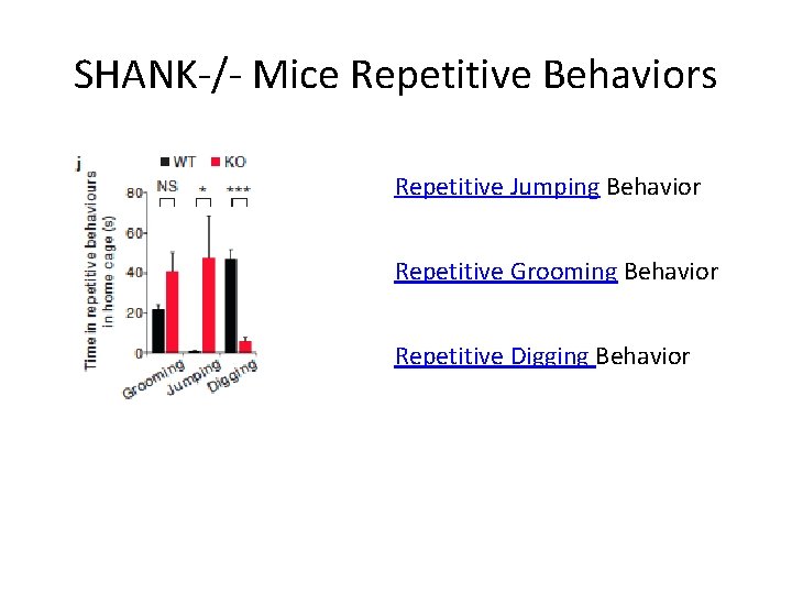SHANK-/- Mice Repetitive Behaviors Repetitive Jumping Behavior Repetitive Grooming Behavior Repetitive Digging Behavior 