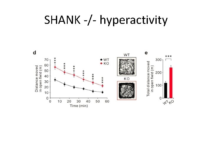 SHANK -/- hyperactivity 