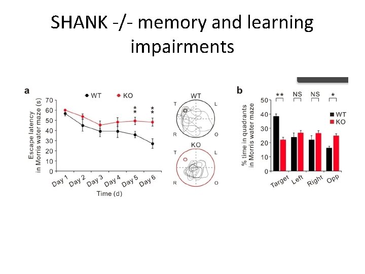 SHANK -/- memory and learning impairments 