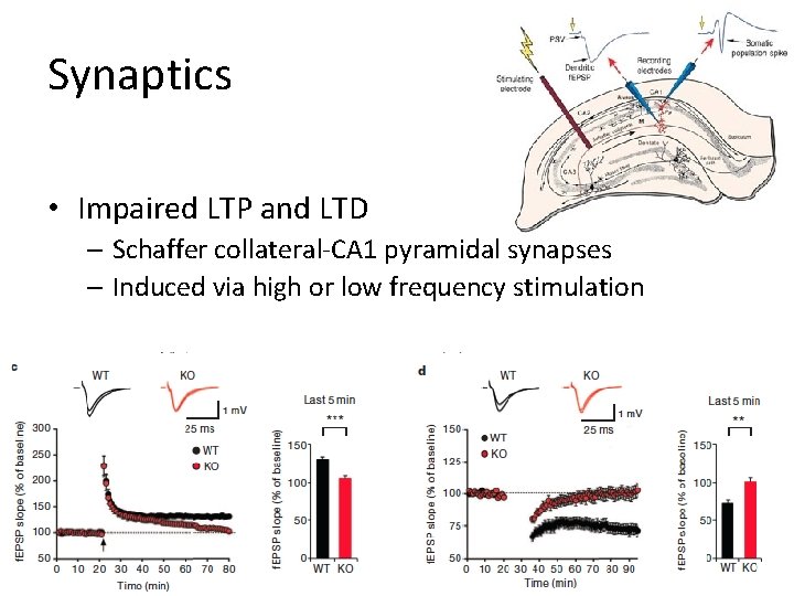 Synaptics • Impaired LTP and LTD – Schaffer collateral-CA 1 pyramidal synapses – Induced
