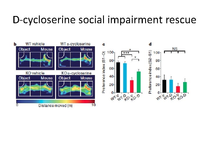 D-cycloserine social impairment rescue 