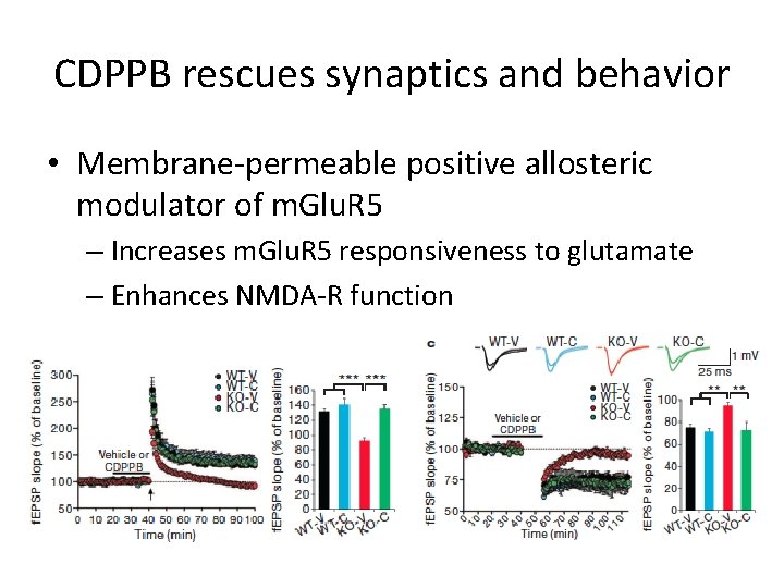 CDPPB rescues synaptics and behavior • Membrane-permeable positive allosteric modulator of m. Glu. R