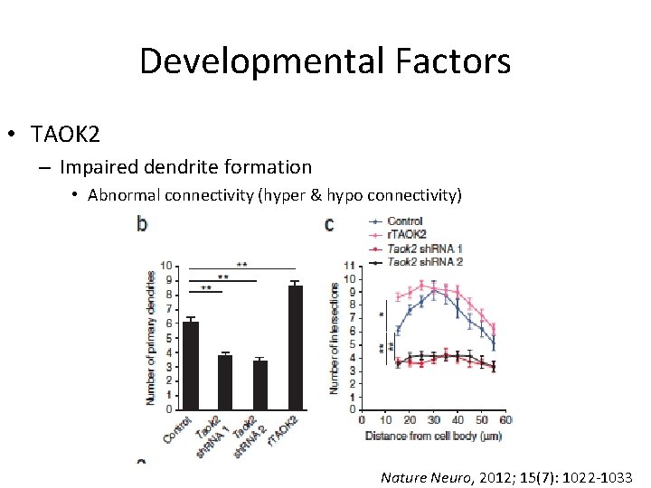 Developmental Factors • TAOK 2 – Impaired dendrite formation • Abnormal connectivity (hyper &