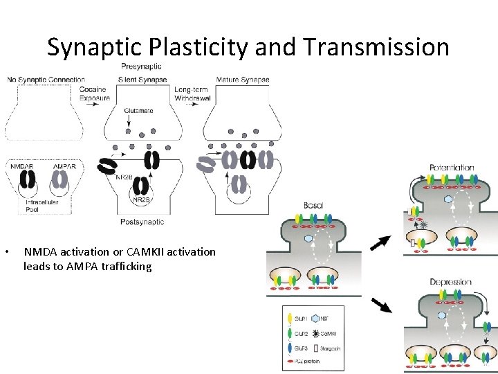 Synaptic Plasticity and Transmission • NMDA activation or CAMKII activation leads to AMPA trafficking