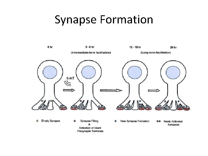 Synapse Formation 