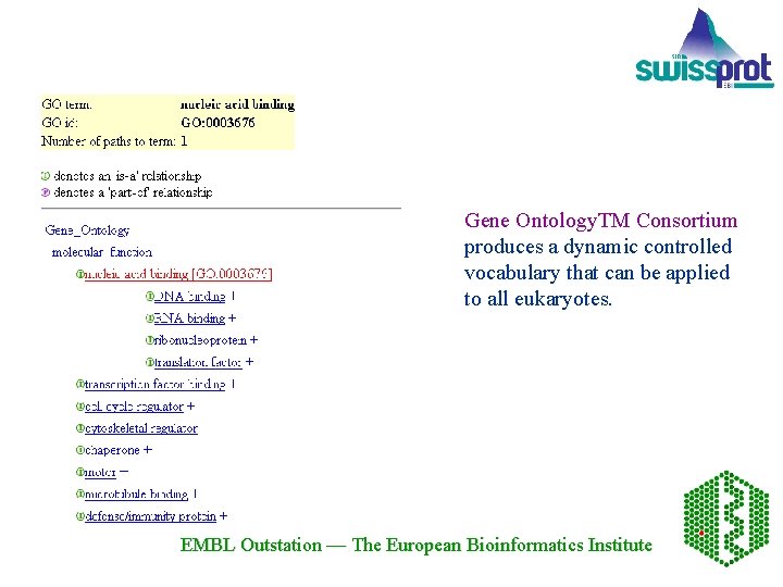 Gene Ontology. TM Consortium produces a dynamic controlled vocabulary that can be applied to