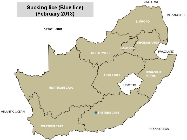 Sucking lice (Blue lice) (February 2018) jkccff Graaff-Reinet 