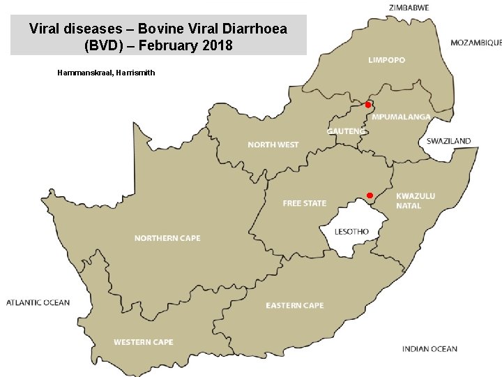 Viral diseases – Bovine Viral Diarrhoea (BVD) – February 2018 kjkjnmn Hammanskraal, Harrismith 