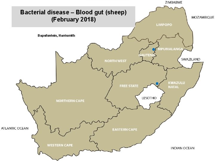 Bacterial disease – Blood gut (sheep) (February 2018) kjkjnmn Bapsfontein, Harrismith 