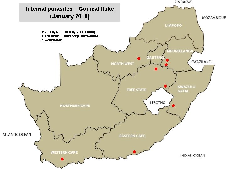 Internal parasites – Conical fluke (January 2018) jkccff Balfour, Standerton, Ventersdorp, Harrismith, Underberg, Alexandria,