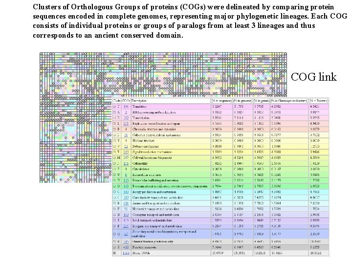 Clusters of Orthologous Groups of proteins (COGs) were delineated by comparing protein sequences encoded
