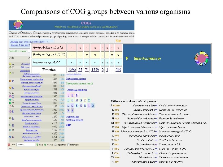 Comparisons of COG groups between various organisms 