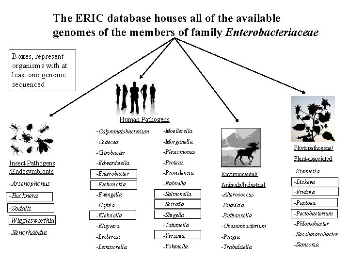 The ERIC database houses all of the available genomes of the members of family
