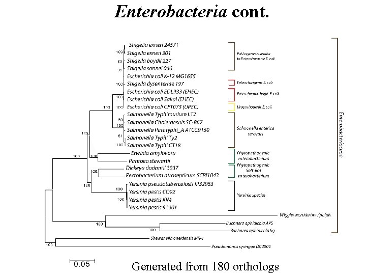 Enterobacteria cont. Generated from 180 orthologs 