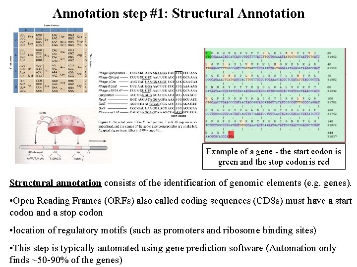 Annotation step #1: Structural Annotation Example of a gene - the start codon is