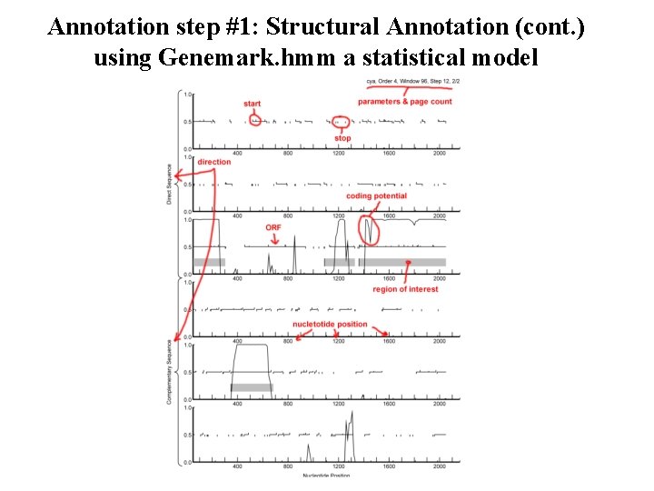 Annotation step #1: Structural Annotation (cont. ) using Genemark. hmm a statistical model 