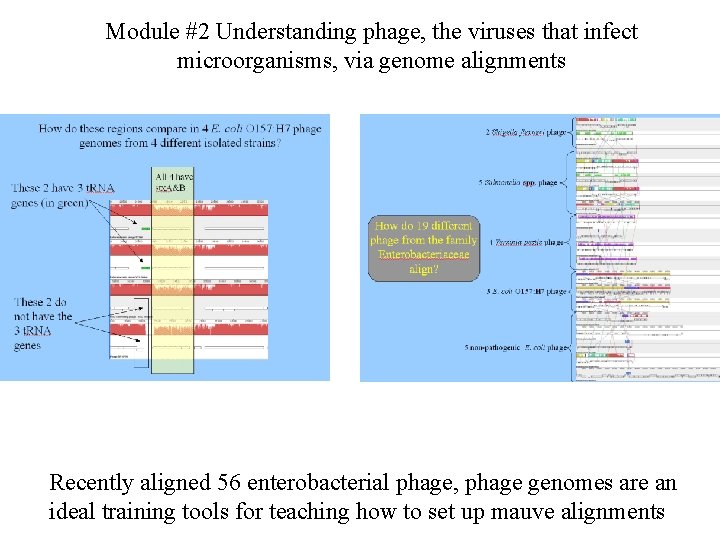 Module #2 Understanding phage, the viruses that infect microorganisms, via genome alignments Recently aligned