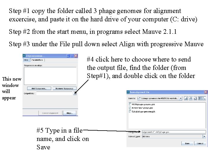 Step #1 copy the folder called 3 phage genomes for alignment excercise, and paste