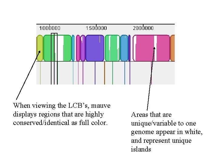 When viewing the LCB’s, mauve displays regions that are highly conserved/identical as full color.