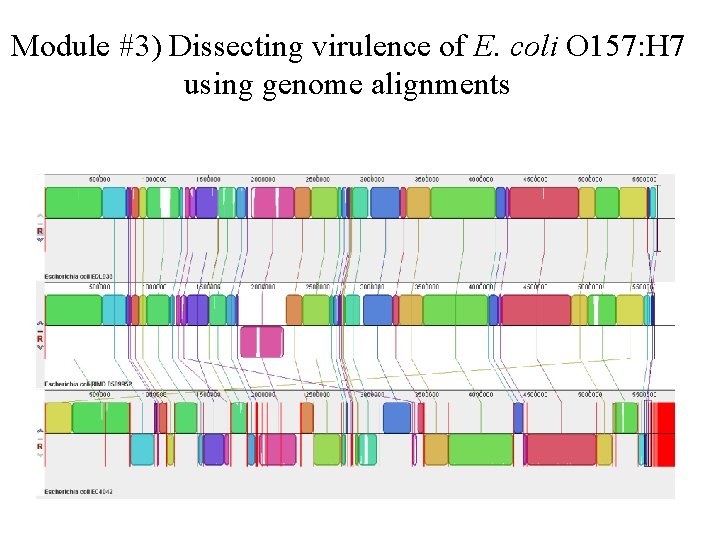 Module #3) Dissecting virulence of E. coli O 157: H 7 using genome alignments