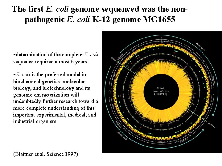 The first E. coli genome sequenced was the nonpathogenic E. coli K-12 genome MG