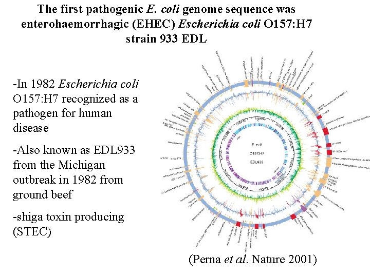 The first pathogenic E. coli genome sequence was enterohaemorrhagic (EHEC) Escherichia coli O 157: