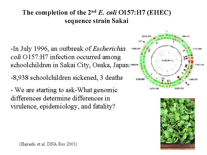 The completion of the 2 nd E. coli O 157: H 7 (EHEC) sequence