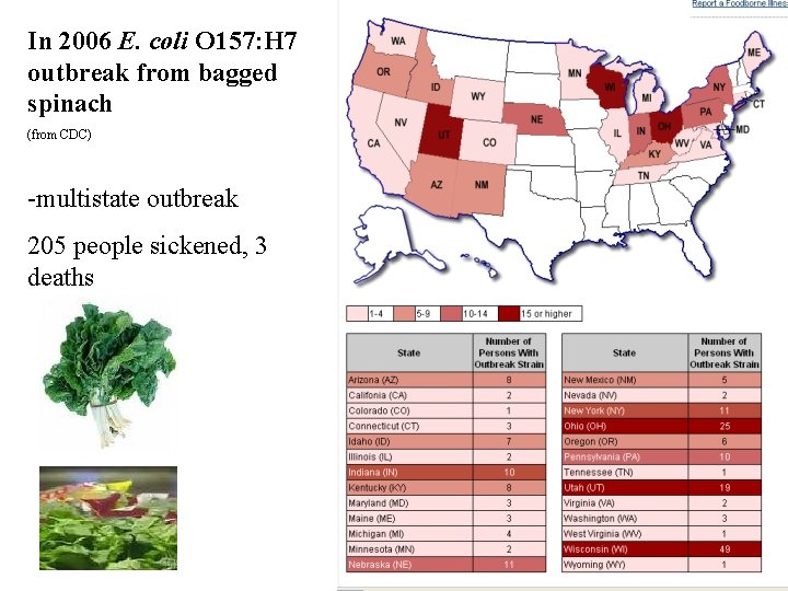 In 2006 E. coli O 157: H 7 outbreak from bagged spinach (from CDC)
