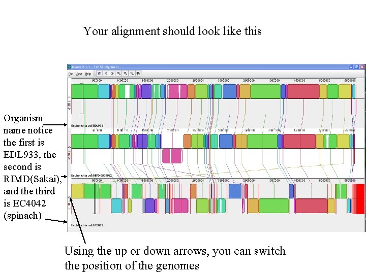 Your alignment should look like this Organism name notice the first is EDL 933,
