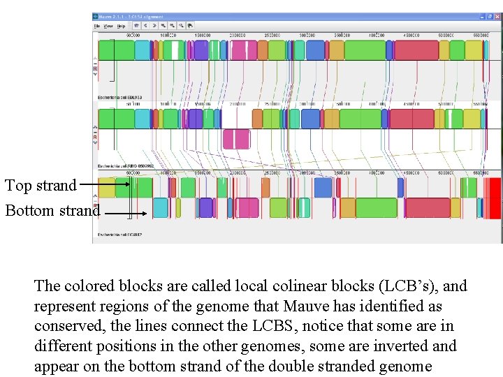 Top strand Bottom strand The colored blocks are called local colinear blocks (LCB’s), and
