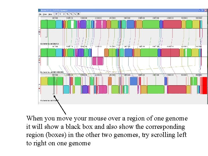 When you move your mouse over a region of one genome it will show