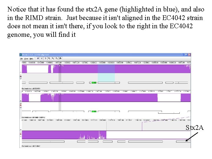 Notice that it has found the stx 2 A gene (highlighted in blue), and