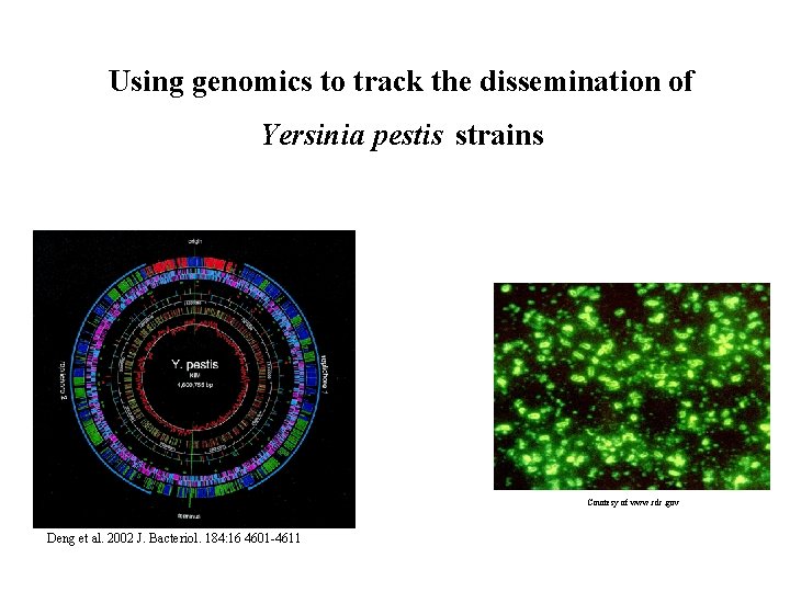 Using genomics to track the dissemination of Yersinia pestis strains Courtesy of www. cdc.
