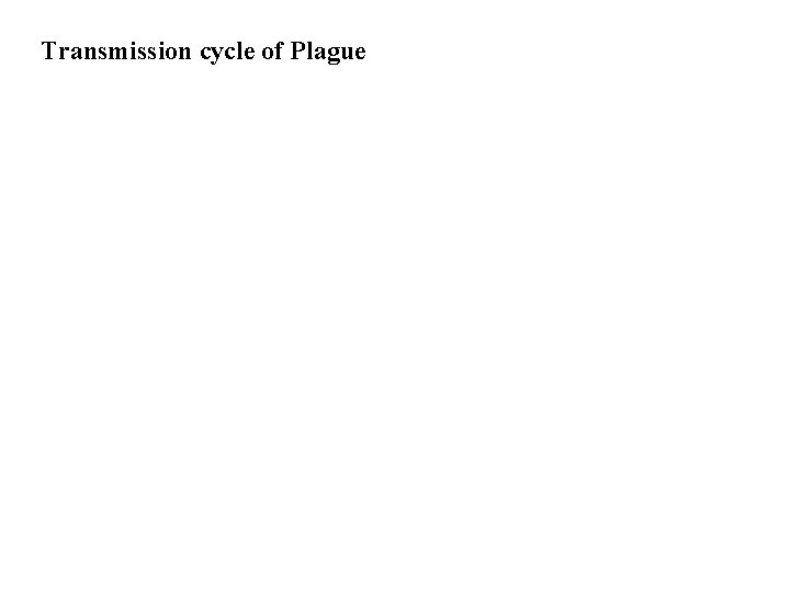 Transmission cycle of Plague 