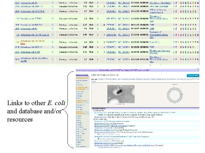 Links to other E. coli and database and/or resources 