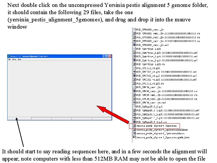Next double click on the uncompressed Yersinia pestis alignment 5 genome folder, it should